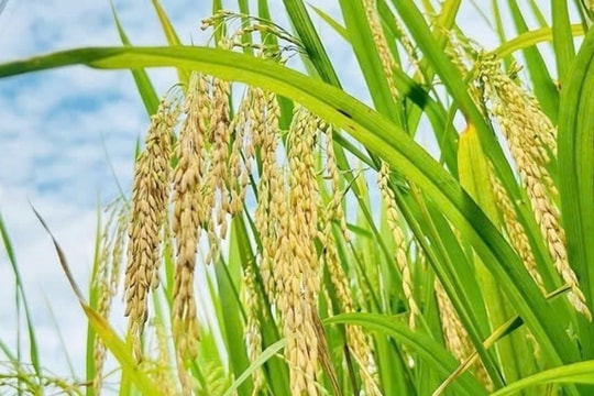 Giá lúa gạo hôm nay 28/2/2025: Giảm nhẹ tại An Giang, giá xuất khẩu giữ ổn định