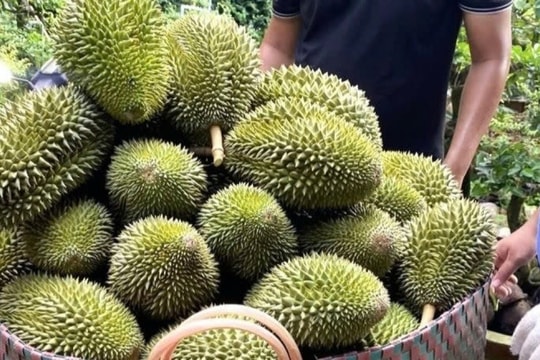 Giá sầu riêng hôm nay 28/2/2025: Đi ngang, giá thu mua chưa phục hồi mạnh