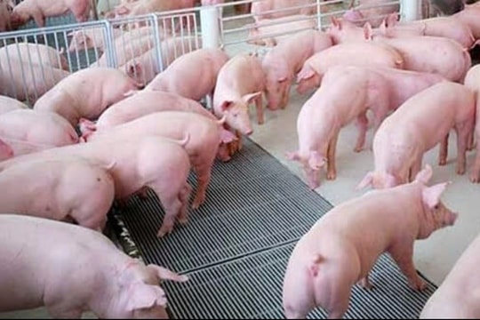 Dự báo giá heo hơi ngày 1/3/2025: Sẽ còn tiếp tục tăng?