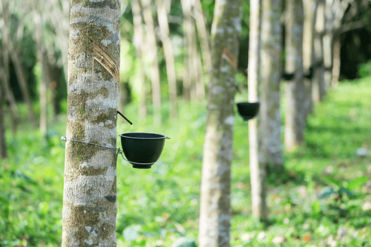 Cổ phiếu cao su hưởng lợi khi Mỹ tăng thuế ô tô nhập khẩu