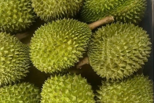 Giá sầu riêng hôm nay 1/3/2025: Thị trường biến động, sầu Thái A tăng, Ri6 và Musang King giảm