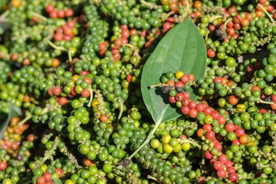 Dự báo giá tiêu ngày 2/3/2025: Kỳ vọng phục hồi trong thời gian tới