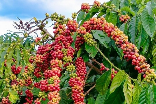 Dự báo giá cà phê ngày 2/3/2025: Liệu giá sẽ tiếp tục giảm?