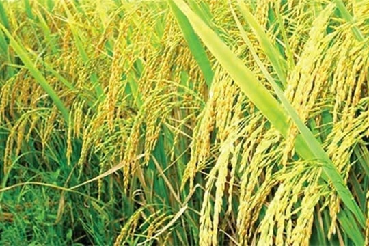 Giá lúa gạo hôm nay 2/3/2025: Lúa tươi chững giá, giá gạo có xu hướng tăng
