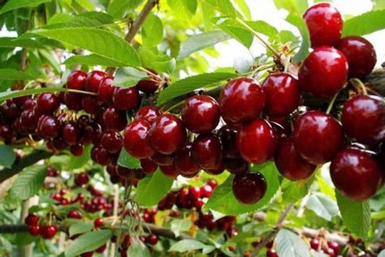 "Nữ hoàng trái cây" đang trải qua cuộc khủng hoảng nghiêm trọng