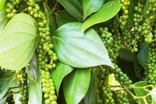 Dự báo giá tiêu ngày 3/3/2025: Tuần mới giá sẽ đi lên hay đảo chiều giảm?