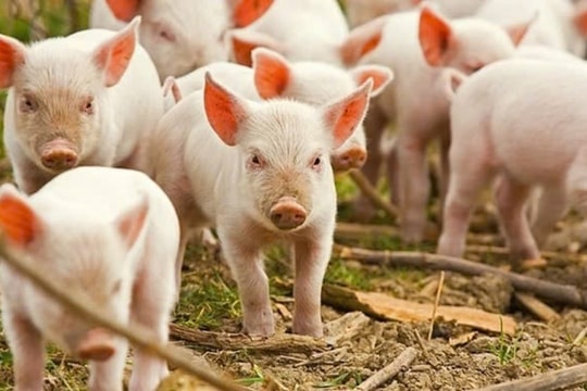 Giá heo hơi liệu có quay lại mốc 100.000 đồng/kg như năm 2020?