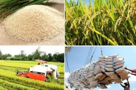 Đột phá xuất khẩu nông sản, Việt Nam đặt mục tiêu "chạm đỉnh" 70 tỷ USD trong năm 2025