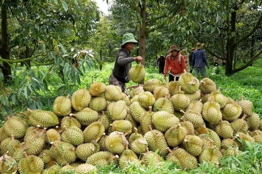 Giá sầu riêng hôm nay 4/3/2025: Giá giữ vững, sầu riêng Thái chạm ngưỡng 180.000 đồng/kg