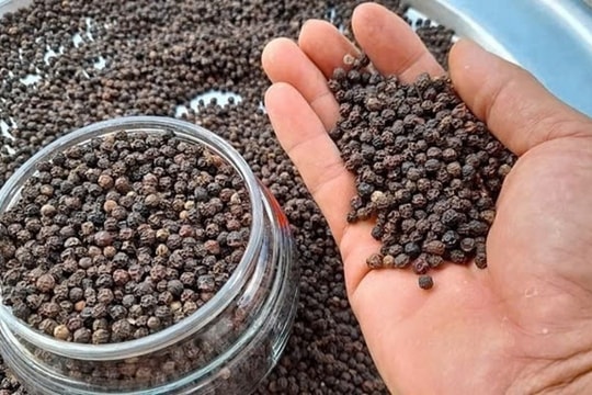 Giá tiêu hôm nay 4/3/2025: Đắk Nông tăng nhẹ, thị trường giữ vững đà cao