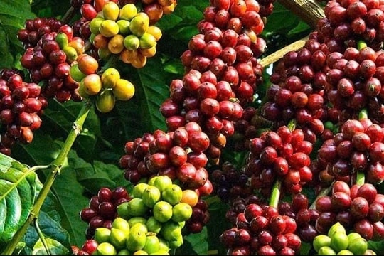 Giá cà phê hôm nay 5/3/2025: Tăng vọt, xuất khẩu vượt mốc 1 tỷ USD trong một tháng