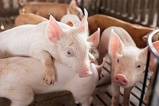 Giá heo hơi hôm nay 6/3/2025: Miền Nam chạm mốc 83.000 đồng/kg, miền Trung và miền Bắc tiếp tục tăng