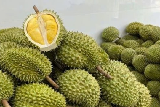 Giá sầu riêng hôm nay 6/3/2025: Ổn định trong khoảng 60.000 - 180.000 đồng/kg