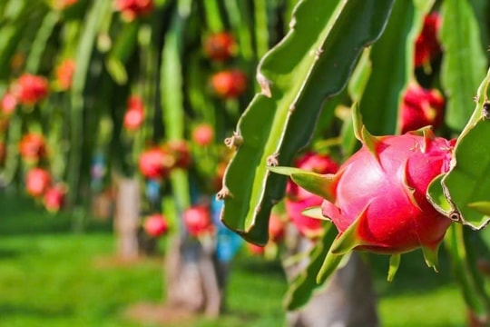 Từ hoàng kim đến lao dốc: Điều gì đang đe dọa "vương miện" xuất khẩu của sầu riêng?