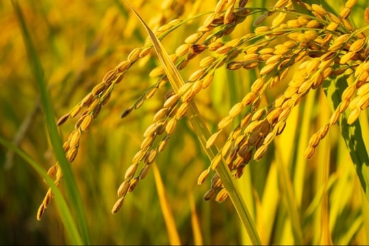 Thủ tướng chỉ đạo đảm bảo cân đối cung cầu lúa gạo trước diễn biến thị trường thế giới và trong nước