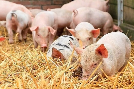 Giá heo hơi hôm nay 7/3/2025: Tiếp tục leo thang, đà tăng có chạm mốc lịch sử 84.000 đồng/kg?