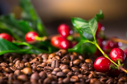 Bản tin nông sản hôm nay 7/3/2025: Giá cà phê giảm mạnh, tiêu tiếp tục tăng