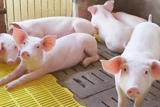 Dự báo giá heo hơi ngày 8/3/2025: Liệu giá có tiếp tục tăng?