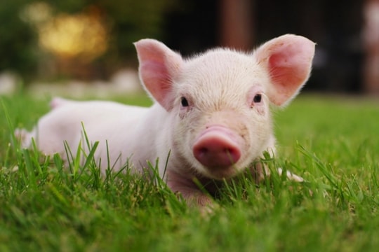 Doanh nghiệp chăn nuôi sẽ còn hưởng lợi, cổ phiếu cũng tiếp tục "bay cao"