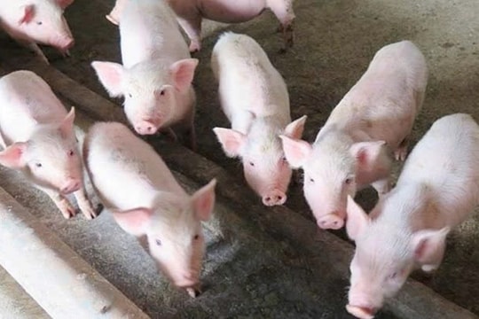 Giá heo hơi hôm nay 8/3/2025: Miền Bắc và miền Trung đẩy giá lên cao, miền Nam vẫn giữ đỉnh