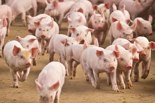 Giá heo hơi hôm nay 9/3/2025: Miền Nam bất ngờ quay đầu giảm, miền Bắc tiếp tục tăng