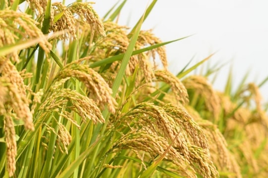 Giá lúa gạo hôm nay 9/3/2025: Ổn định ngày cuối tuần, giá gạo xuất khẩu giảm