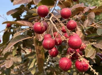 Được gọi là "viên ngọc trời ban", loại quả này giúp đẹp da, tăng cường sức khỏe mà ít ai biết!