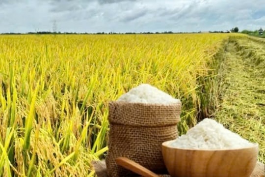 Giá lúa gạo hôm nay 10/3/2025: Thị trường duy trì ổn định, giao dịch sôi động