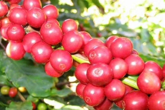 Dự báo giá cà phê ngày 11/3/2025: Thế giới bật tăng, giá trong nước sắp lập đỉnh mới?