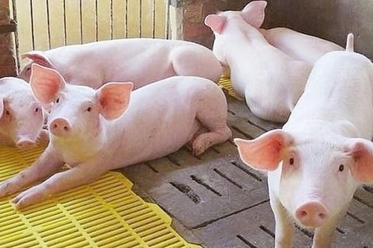 Dự báo giá heo hơi ngày 11/3/2025: Liệu giá có tiếp tục lập kỷ lục?