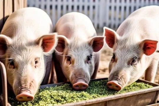 Giá heo hơi hôm nay 11/3/2025: Miền Bắc và miền Trung chững lại, miền Nam tiếp tục tăng
