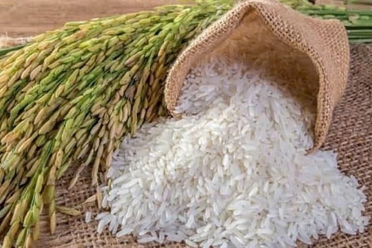 Giá lúa gạo hôm nay 11/3/2025: Thị trường ổn định, giá gạo xuất khẩu chạm đáy