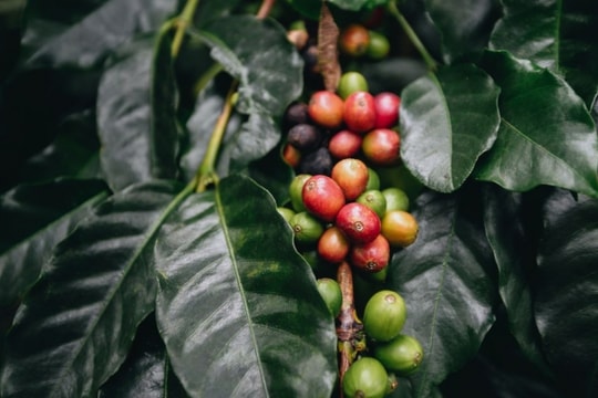 Giá nông sản hôm nay 12/3/2025: Cao nhất giá cà phê Đắk Nông, gạo tăng nhẹ, hồ tiêu đi ngang