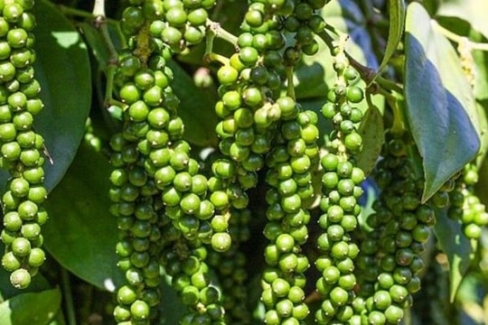 Dự báo giá tiêu ngày 13/3/2025: Sắp có biến động lớn, chạm đáy hay đang chờ đợt tăng mạnh?