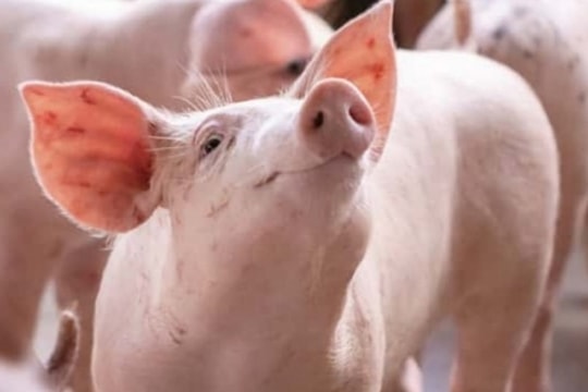 Dự báo giá heo hơi ngày 13/3/2025: Đà tăng chững lại hay tiếp tục bứt phá?