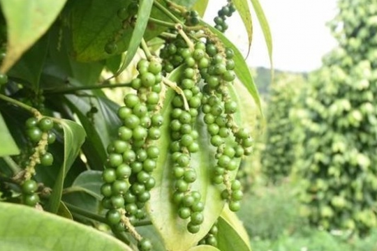 Dự báo giá tiêu ngày 14/3/2025: Đợt sốt giá mới sắp diễn ra, bán ngay hay chờ giá cao hơn?