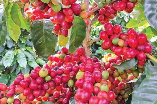 Dự báo giá cà phê ngày 14/3/2025: Biến động khó lường, đà tăng sẽ kéo dài đến khi nào?