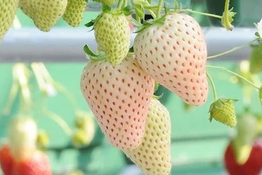 Từng có giá tiền triệu mỗi kg, nay loại quả khiến chị em tranh nhau mua bỗng "rẻ như cho", biết nguyên nhân thì lập tức e dè