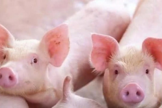 Giá heo hơi hôm nay 14/3/2025: Nhiều tỉnh tiếp tục giảm, xu hướng 'lao dốc' tại miền Bắc và miền Trung