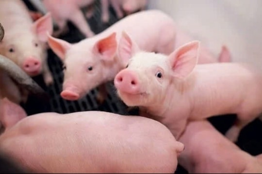 Dự báo giá heo hơi ngày 15/3/2025: Đà giảm kéo dài hay tín hiệu phục hồi?