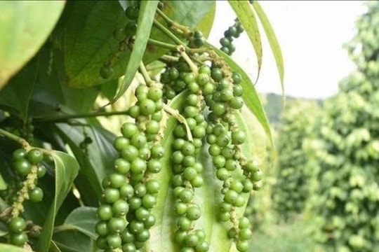 Dự báo giá tiêu ngày 15/3/2025: Liệu đã chạm đỉnh?