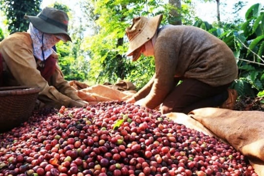 Giá cà phê leo thang nhưng xuất khẩu lại mang về hơn 1,7 tỷ USD sau 2 tháng