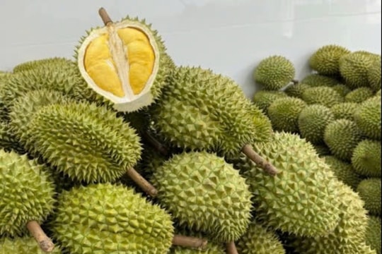 Giá sầu riêng hôm nay 15/3/2025: Thái Vip vẫn "chễm chệ" trên đỉnh, Ri6 giữ vững phong độ