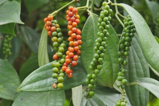 Dự báo giá tiêu ngày 16/3/2025: Liệu sẽ chạm mốc 170.000 đồng/kg?