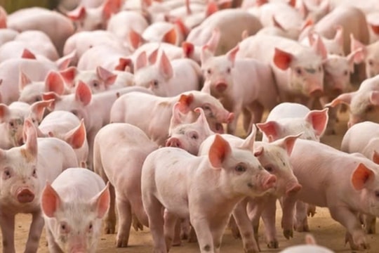 Giá heo hơi hôm nay 16/3/2025: Giảm giá hàng loạt, nông dân thấp thỏm chờ đợi tín hiệu mới