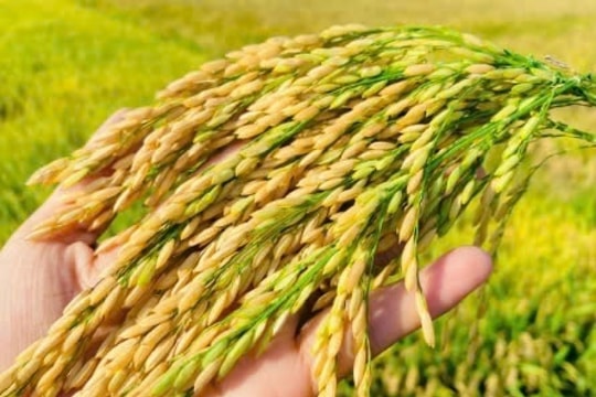 Giá lúa gạo hôm nay 17/3/2025: Biến động nhẹ, thị trường xuất khẩu tiếp tục giảm