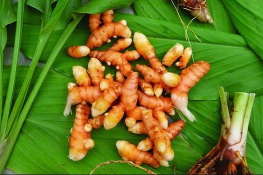 Loại củ quen thuộc bất ngờ trở thành "mỏ vàng" được cả thế giới săn lùng, thu về triệu đô mỗi tháng