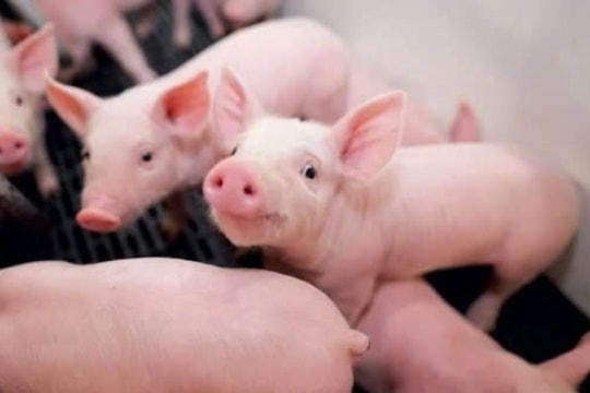 Giá heo hơi hôm nay 18/3/2025: Xu hướng giảm sâu trên diện rộng