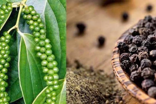 Giá tiêu "bùng nổ" sau 8 năm ngủ yên, thị trường quốc tế đang có nhu cầu rất lớn