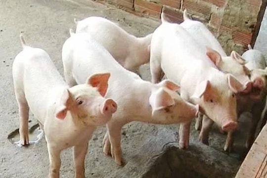 Dự báo giá heo hơi ngày 19/3/2025: Đà giảm sẽ tiếp tục hay bật tăng trở lại?